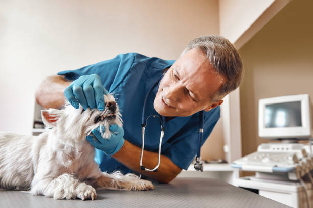 Best Pediatric Emergency Dentist in Shpee Neck, MA